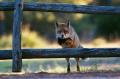 u 1261399139 foxjumpbg
