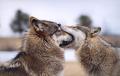 wolves.jpg