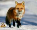 Red Fox_5