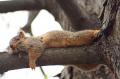 Squirrel 08