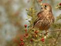 bird-1024