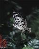 1242922921 mamals insects002