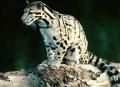 �������� �������