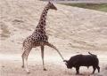 1287080728 podborka 53