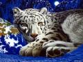 animals212