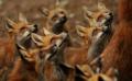 foxes