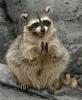 racoon 06