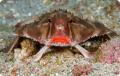 rosylippedbatfish 08