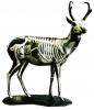 Anatomy Antelope