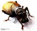 1242923076 mamals insects017