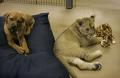 baby lion 05