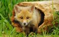 Little Foxy 1680 x...escreen