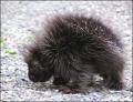 porcupine