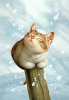 catpic3
