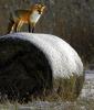 Red Fox 836