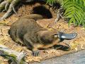 platyp��us