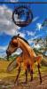 1242922959 mamals insects004