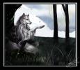 1170079469.coyox t...y coyox