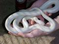 albino 09