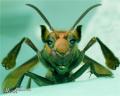 1242922982 mamals insects008