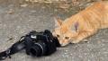 cats_alv.jpg