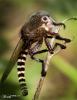 1242922962 mamals insects009