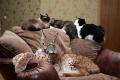 Lynxphoto (6)�