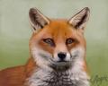 1257946301.pie fox