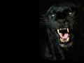 230832422 d5bd918745 o