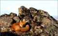 Red Fox_6