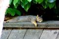 Squirrel 13