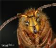 1242923076 mamals insects016