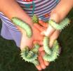 5th-instar