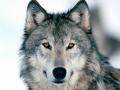 Look Into My Eyes,...f 1.jpg