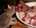 cats_alo.jpg