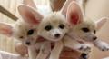 1261033232 animals 73 14
