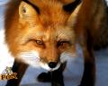 Red Fox 30