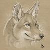 1244678678.-star-  coyote