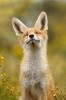 463ee9c2c3a52c064f...animals