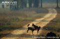 Dhole-pair-playing