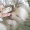 Lisenok_6