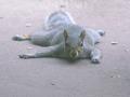 Squirrel 16
