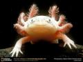 Natur 37
