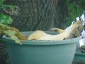 Squirrel 05