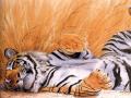 animals155