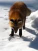 Red Fox 860