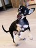 07 animals 100630