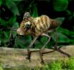 1242922992 mamals insects011