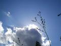 Nature_ph-by-sT_01.jpg