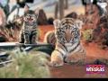 animals180